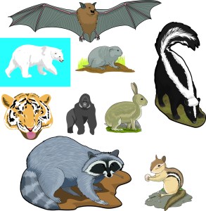 animal Illustrations