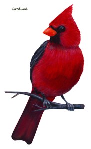 cardinal