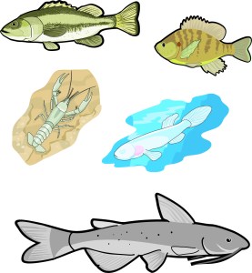 fish Illustrations