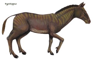 Hypohippus